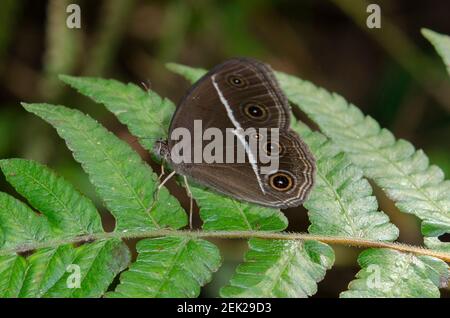 Bushbrown Butterfly, Mycalesis sp, on leaf, Klungkung, Bali, Indonesia Stock Photo
