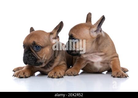 two adorable french bulldog dogs are looking to side and lying down on white background Stock Photo