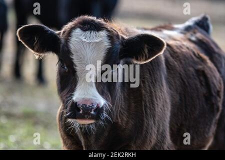 Portrait of a cute Angus crossbred beef calf with a blaze on its face. Stock Photo