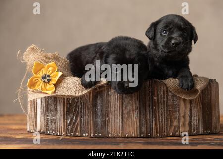 Two little dogs laying next to each other Stock Photo - Alamy