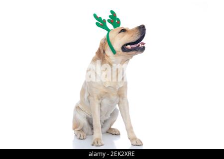 cute labrador retriever dog wearing reindeer horns, sitting and sticking out his tongue against white background Stock Photo