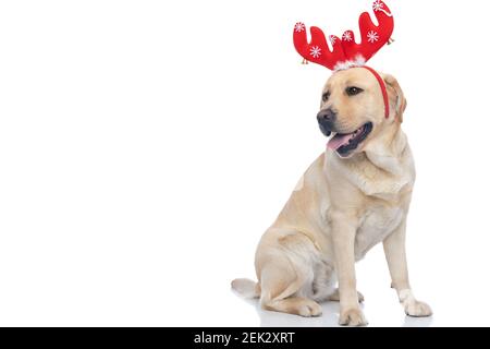 cute labrador retriever dog wearing red reindeer horns, looking aside and panting against white background Stock Photo