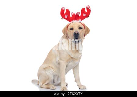beautiful labrador retriever dog wearing red reindeer horns against white background Stock Photo