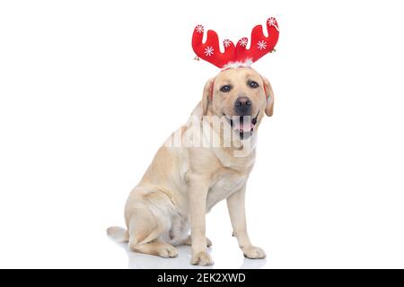 sweet labrador retriever dog sticking out tongue, wearing red reindeer horns and sitting on white background Stock Photo