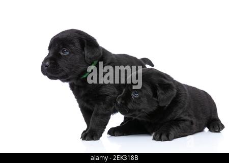 two curious little labrador puppies standing together isolated on white ...