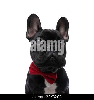 portrait of adorable elegant french bulldog puppy looking up and standing isolated on white background in studio Stock Photo