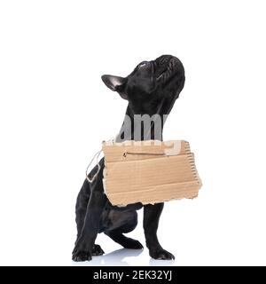 curious adorable french bulldog puppy wearing homeless board, looking up and waiting for adoption isolated on white background, sitting in studio Stock Photo
