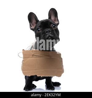 little french bulldog puppy wearing adoption carton around neck and looking up, sitting isolated on white background in studio Stock Photo