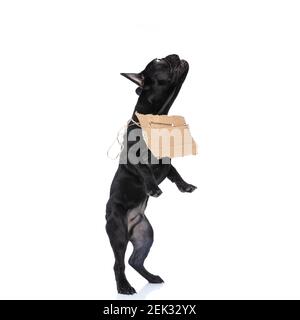 excited little homeless french bulldog puppy waiting for adoption, looking up and jumping isolated on white background in studio Stock Photo