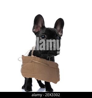 adorable homeless french bulldog puppy with adoption board around, sending a message and looking up while walking isolated on white background in stud Stock Photo