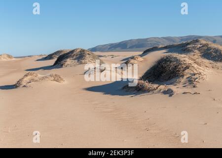 Sand dunes with dry plants, mountains and clear blue sky on background, California Stock Photo