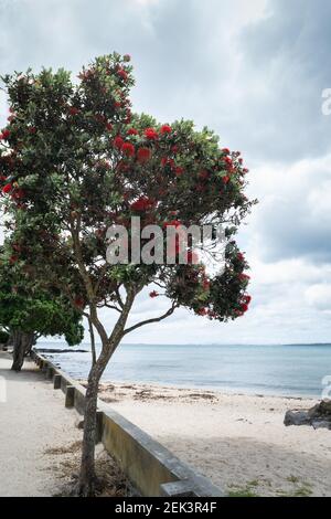 A young pohutukawa tree which is also called New Zealand Christmas tree is in full bloom at Takapuna beach. Vertical format. Stock Photo