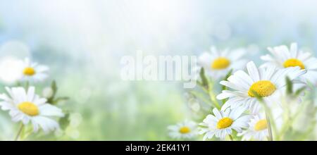 Green grass and chamomile in the meadow. Spring or summer nature scene with blooming white daisies in sun glare. Soft focus. Stock Photo