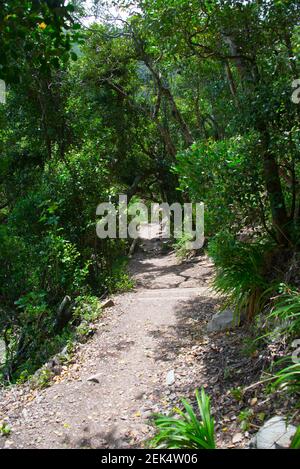 Footpath in Garden Route National Park, Tsitsikamma Section, near ...