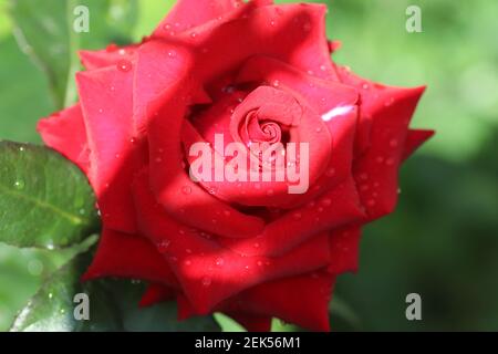 water drops on bright beautiful red rose, wet rose petals, summer flowers Stock Photo