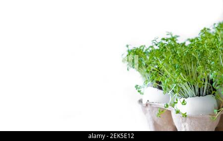 Watercress or microgreens isolated on white background. Healthy eating, fresh organic produce  Stock Photo