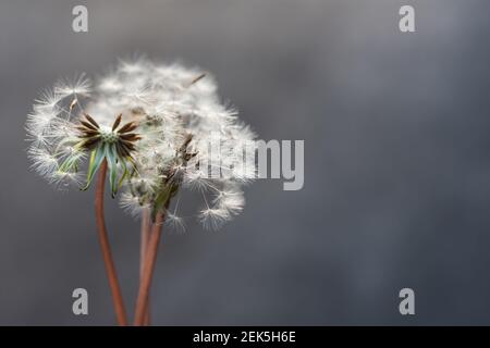 Dandelion close-up on a gray background. Soft selective focus. Spring fluffy white flowers in the sunlight. The concept of the summer air, freedom, li Stock Photo