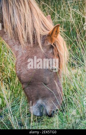 An iconic wild Bodmin Pony grazing on Bodmin Moor in Cornwall. Stock Photo