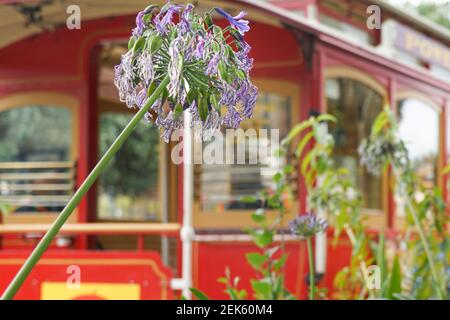 San Francisco cable car as a format filling background for flowers Stock Photo