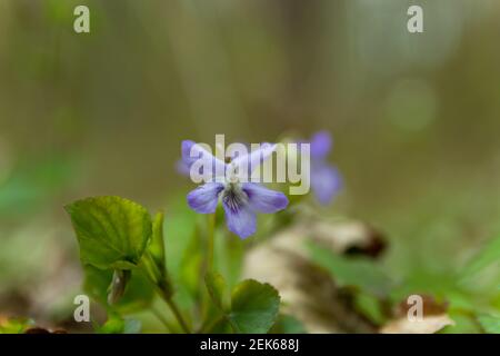 Early dog-violet flower in close-up on a green background, spring view Stock Photo
