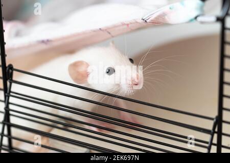 preloved hamster cage