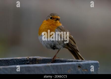 Robin Redbreast Standing on One Leg Stock Photo