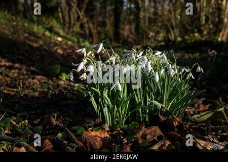 Snowdrops in natural woodland scene with sunshine Stock Photo