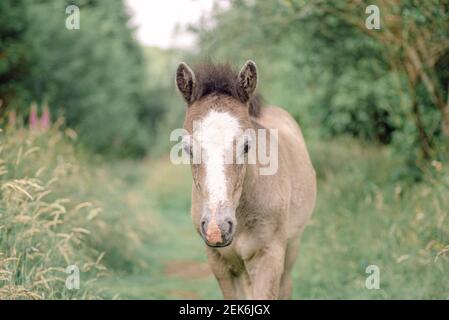 Photo of Pony walking towards me at Burrator Reservoir on Dartmoor National Park Stock Photo