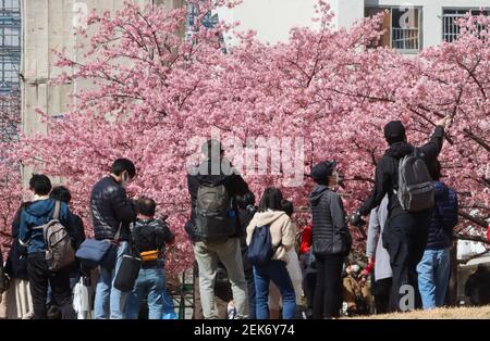 Tokyo, Japan. 23rd Feb, 2021. People admire fully bloomed early flowering cherry blossoms at a river bank in Tokyo on Tuesday, February 23, 2021. Credit: Yoshio Tsunoda/AFLO/Alamy Live News Stock Photo