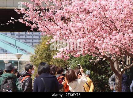 Tokyo, Japan. 23rd Feb, 2021. People admire fully bloomed early flowering cherry blossoms at a river bank in Tokyo on Tuesday, February 23, 2021. Credit: Yoshio Tsunoda/AFLO/Alamy Live News Stock Photo