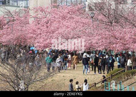 Tokyo, Japan. 23rd Feb, 2021. People admire fully bloomed early flowering cherry blossoms at a river bank in Tokyo on Tuesday, February 23, 2021. Credit: Yoshio Tsunoda/AFLO/Alamy Live News Stock Photo