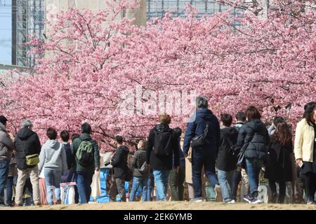 Tokyo, Japan. 23rd Feb, 2021. People admire fully bloomed early flowering cherry blossoms at a river bank in Tokyo on Tuesday, February 23, 2021. Credit: Yoshio Tsunoda/AFLO/Alamy Live News Stock Photo