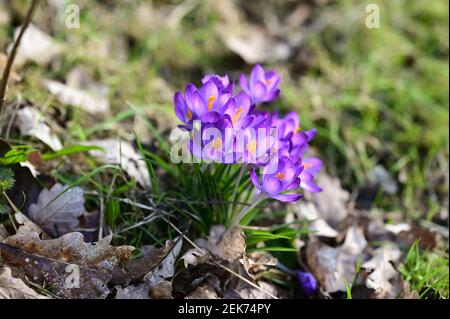 Shrewsbury, UK, 23rd February 2021. Signs of spring appearing in an English garden with the appearance of the first crocus. Credit: Philip Pickin/Alamy Live News Stock Photo