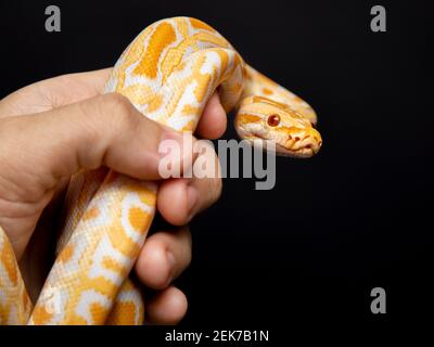 Python molurus bivitattus is one of the largest species of snakes. It is native to a large area of Southeast Asia but is found as an invasive species Stock Photo