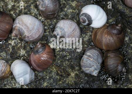 Strandschnecke, Strandschnecken, Flache Strandschnecke, Stumpfe Strandschnecke, Stumpfkegelige Uferschnecke, Littorina obtusata palliata, Littorina pa Stock Photo