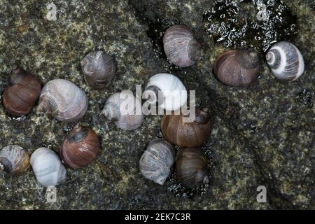 Strandschnecke, Strandschnecken, Flache Strandschnecke, Stumpfe Strandschnecke, Stumpfkegelige Uferschnecke, Littorina obtusata palliata, Littorina pa Stock Photo
