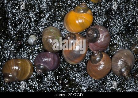 Strandschnecke, Strandschnecken, Flache Strandschnecke, Stumpfe Strandschnecke, Stumpfkegelige Uferschnecke, Littorina obtusata palliata, Littorina pa Stock Photo
