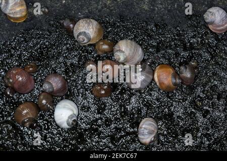 Strandschnecke, Strandschnecken, Flache Strandschnecke, Stumpfe Strandschnecke, Stumpfkegelige Uferschnecke, Littorina obtusata palliata, Littorina pa Stock Photo