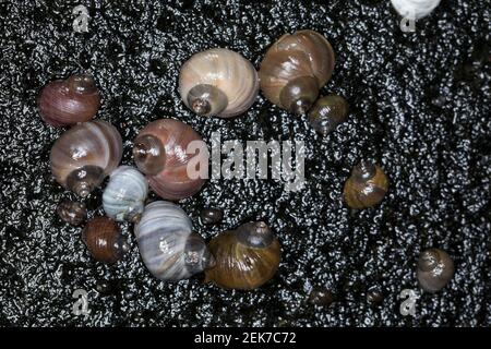Strandschnecke, Strandschnecken, Flache Strandschnecke, Stumpfe Strandschnecke, Stumpfkegelige Uferschnecke, Littorina obtusata palliata, Littorina pa Stock Photo