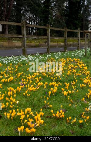 Snowdrops and yellow Crocuses at St. Nicholas Park, Warwick, Warwickshire, England, UK Stock Photo