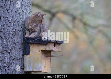 Katze klettert an einem Baumstamm hoch an einen Nistkasten, Hauskatze will Vogel-Nistkasten ausräumen, Vogelnistkasten, Nesträuber, Vogelschutz, streu Stock Photo