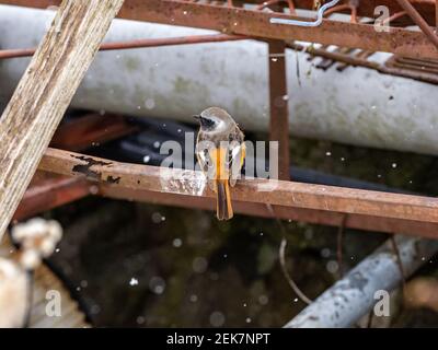A male daurian redstart, Phoenicurus auroreus, perches on a old steel framing over hot spring waters in Yamanouchi, Nagano Prefecture, Japan. Stock Photo