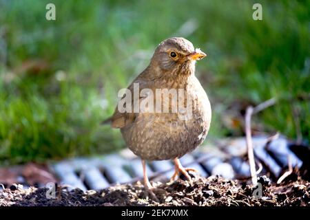 11 February 2021. St Denoeux, Pas de Calais France. A female blackbird pecks on rotting apples during a cold snap when food is scarce. Photo©; Charlie Stock Photo
