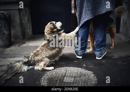 Dog on the street asking woman for food. Stock Photo
