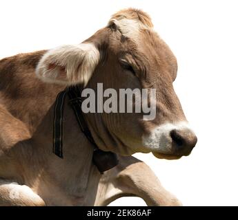 head of brown cow (bos primigenius taurus) with cowbell isolated on white background Stock Photo