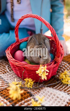 Easter bunny sitting in a wicker wooden basket and sniffing forsythia flowers. Outdoor picnic. Postcard. High quality photo Stock Photo