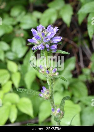 Bristly bellflower Campanula cervicaria blue flowers Stock Photo