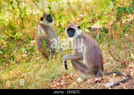 Gray Langur, Hanuman Langur, Semnopithecus entellus, Kaudulla National Park, Sri Lanka, Asia Stock Photo