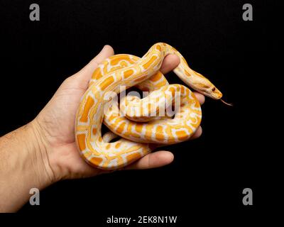 Python molurus bivitattus is one of the largest species of snakes. It is native to a large area of Southeast Asia but is found as an invasive species Stock Photo