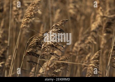 Dry reed on the lake, reed layer, reed seeds. Golden reed grass, pampas grass. Abstract natural background. Beautiful pattern with neutral colors. Min Stock Photo